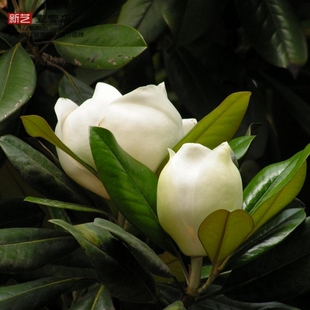 广玉兰大花玉兰荷花玉兰广玉兰树苗四季常青行道庭院别墅绿化树苗