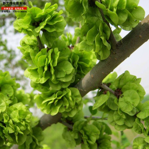 榆钱树苗榆树苗可以吃的榆钱树风景树庭院树苗盆景素材地栽榆钱树