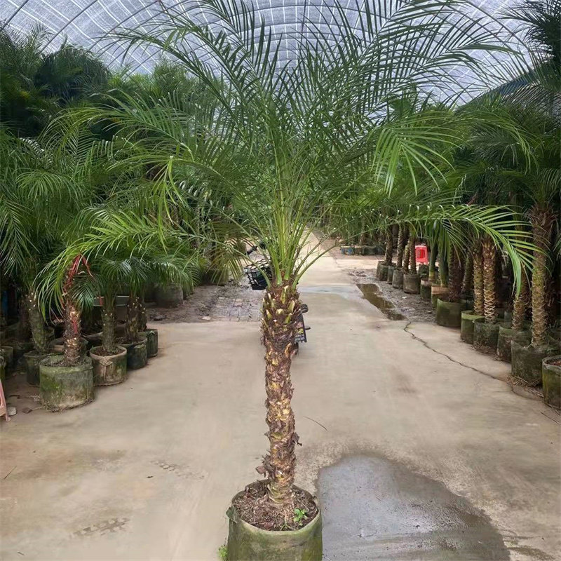 美丽针葵苗美丽针葵树软叶刺葵树刺葵苗植物活棕榈观赏风景树