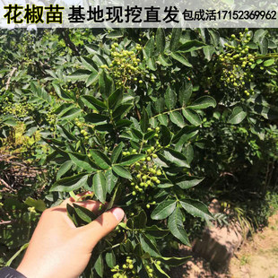 四川雅安汉源花椒树苗九叶青花椒苗藤椒树苗大红袍红花椒嫁接小苗