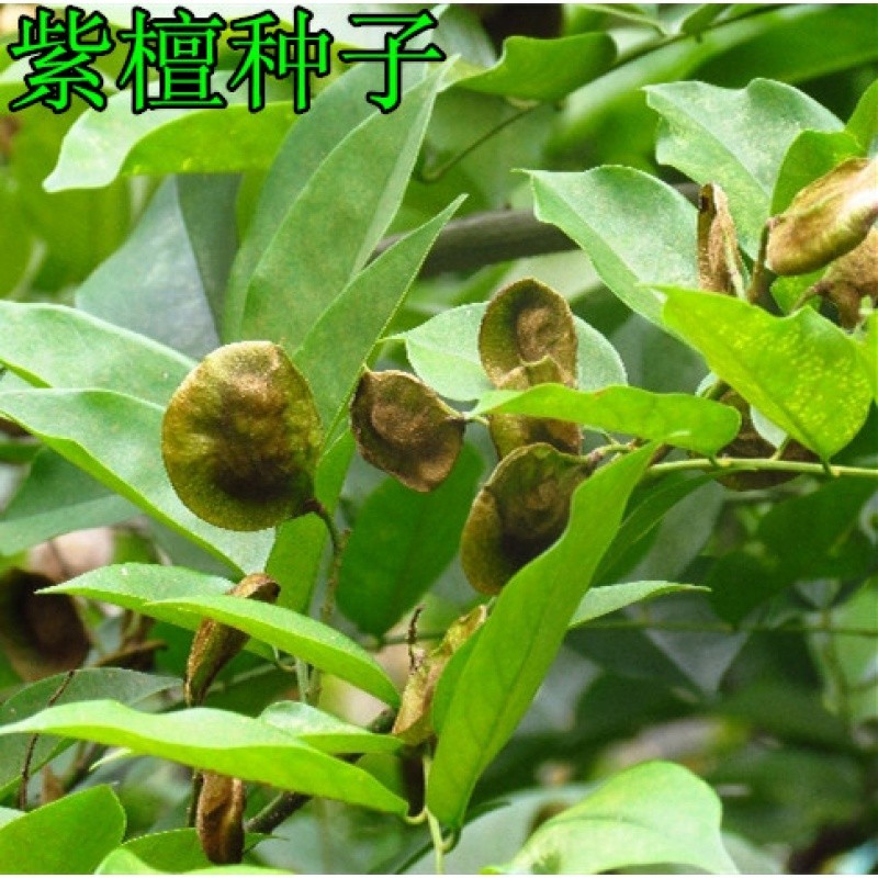 当年新采收种子 小叶紫檀种子 白檀种子 檀香树种子 印度檀香种子