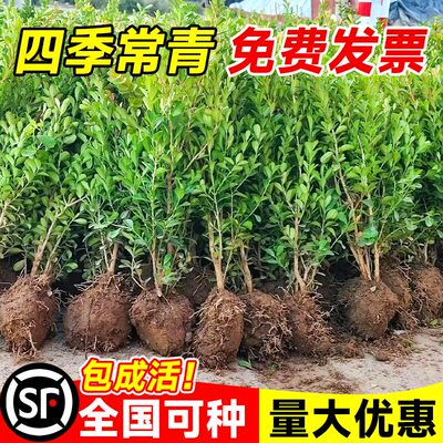 小叶黄杨树苗冬青瓜子庭院绿化树苗四季常青植物室外风景树苗大全