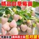 草莓苗秧穴盘苗奶油红颜四季 盆栽地栽带果阳台种植水果树苗秧苗子