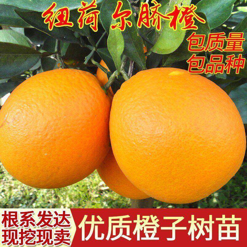 赣南脐橙苗正宗赣南纽荷尔脐橙苗赣南脐橙纽荷尔树苗