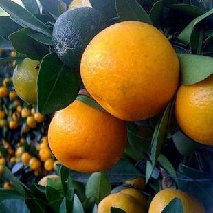 橙子当年结果盆栽地栽庭院