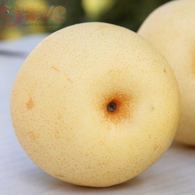 当年结果嫁接庭院地栽梨树苗