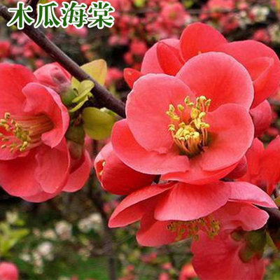 木瓜海棠庭院别墅观赏效果好