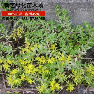 垂盆草万年草佛指甲半支莲地被草本四季常青观赏入药药材种子