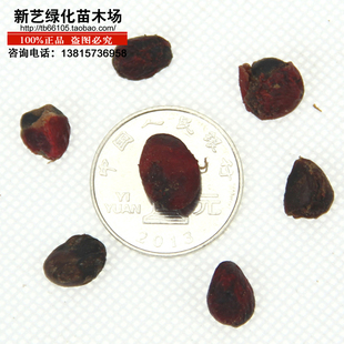 玉兰种子黄玉兰白玉兰紫玉兰广玉兰四季常青玉兰树种子玉兰花种子