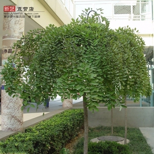 龙爪槐垂槐盘槐垂枝槐龙爪槐树苗庭院花坛绿化风景观赏绿化苗树苗