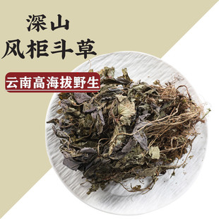 云南野生风柜斗中草药风鼓草风谷草风骨草楮头红养生泡茶中药材