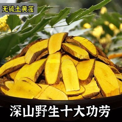 野生十大功劳中药材干货土黄莲