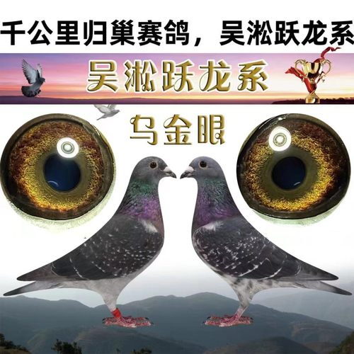 直播链接信鸽鸽子种鸽赛鸽幼鸽成绩鸽血统鸽吴淞李鸟杨阿腾詹森 - 封面