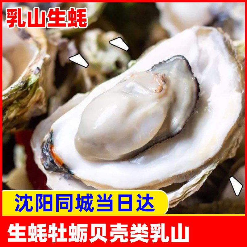 辽宁沈阳生蚝贝壳海鲜水产牡蛎扇贝一份约3斤装同城节日鲜活送人