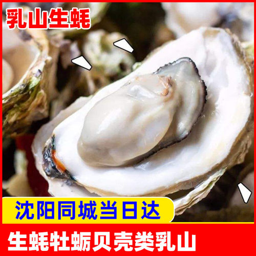 辽宁沈阳生蚝贝壳海鲜水产牡蛎