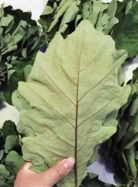 槲叶50片晾干胡叶宽桲椤叶大菠萝柞树玻璃叶本年包邮野生干粽子叶