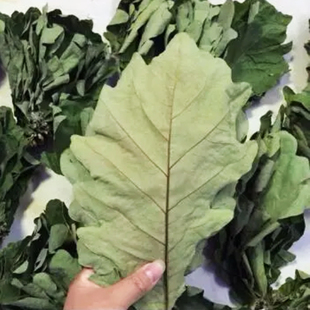 槲叶50片晾干胡叶宽桲椤叶大菠萝柞树玻璃叶本年包邮野生干粽子叶