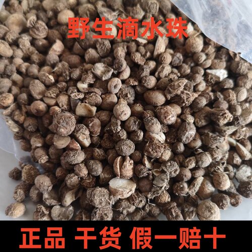 中药材滴水珠正品野生石半夏一滴珠一粒珠非特级干货独叶一枝花