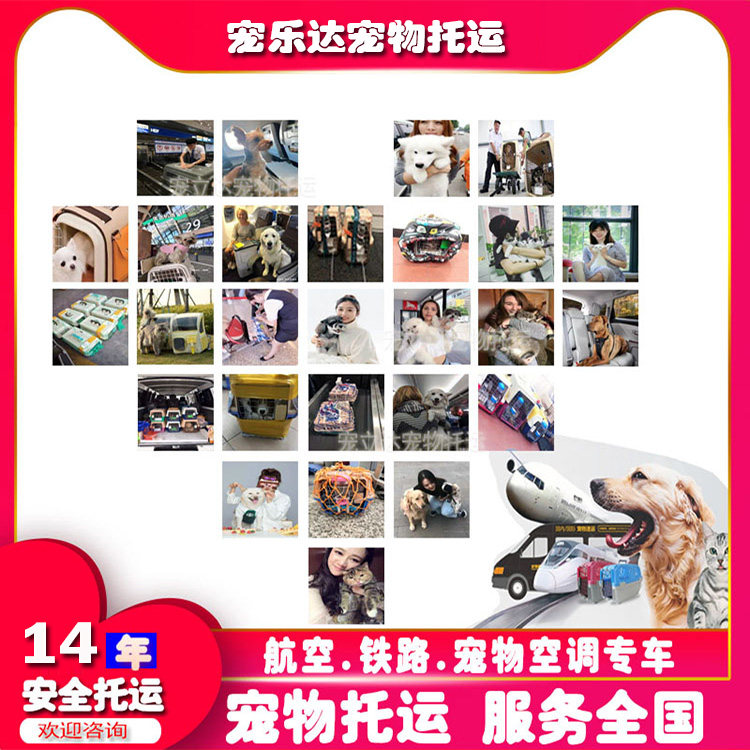 宠乐达宠物托运全国接送靠谱安全
