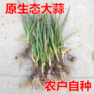 农家大蒜非市场货急单不接