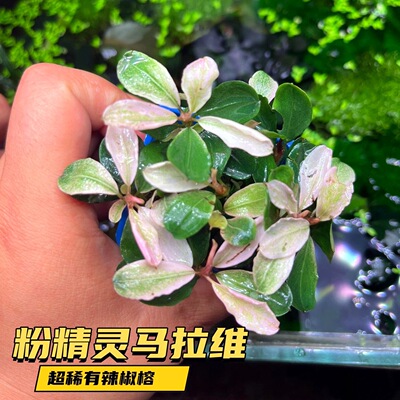 辣椒榕多品种懒人水草水培易养活