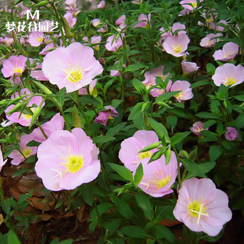美丽月见草种子夜来香晚樱草春秋种四季开花耐寒花种室外庭院花籽