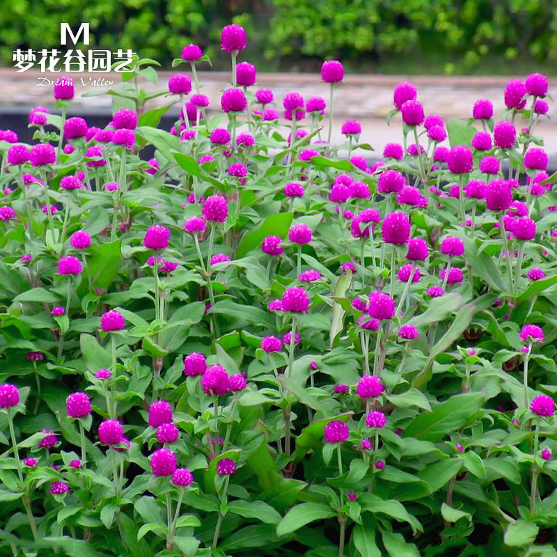 春秋景观庭院火球花百日红种子