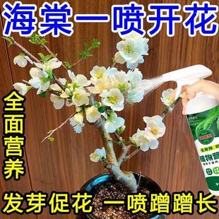 适合各种花的营养液【一喷就开】海棠花营养液盆栽四季海棠专用肥