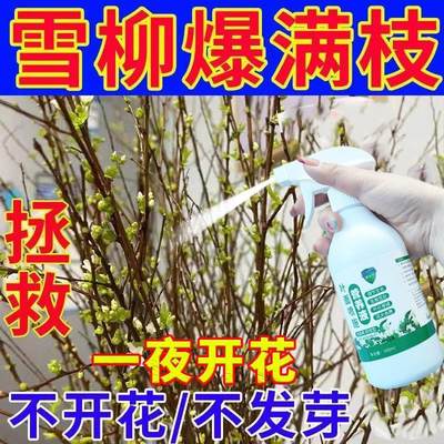 营养液养花专用通用雪柳干枝水养枯木逢春银柳水培植物室内真花卉