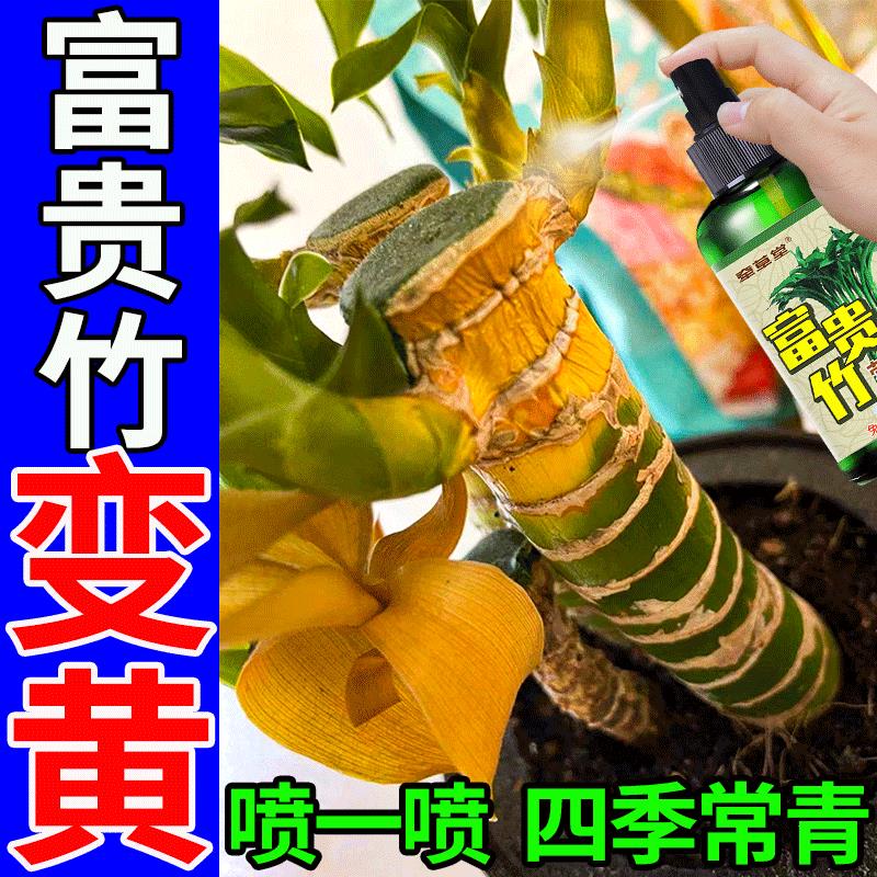 【叶子发黄怎么办】富贵竹专用营养液水培植物盆栽家用免稀释肥料