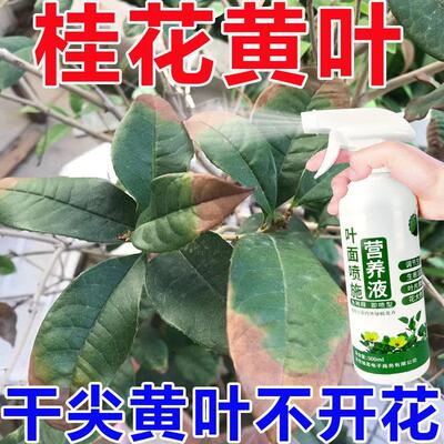 花草营养液通用桂花树专用营养液急救干尖枯叶黄叶掉叶干枝免稀释