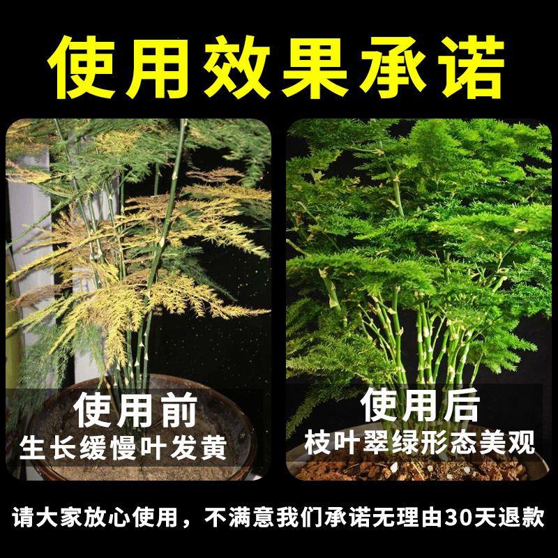 喜酸性植物营养液文竹专用肥【云竹黄叶怎么办】治文竹根叶面喷施