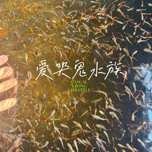 孔雀鱼观赏鱼纯种热带小型淡水冷水好养耐活金鱼凤尾鱼苗孕母小鱼