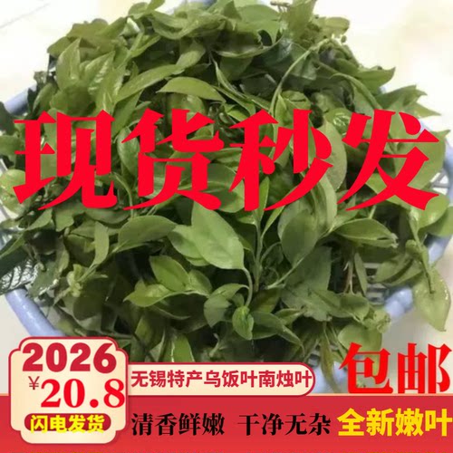 宜兴特产新鲜乌饭叶南烛叶