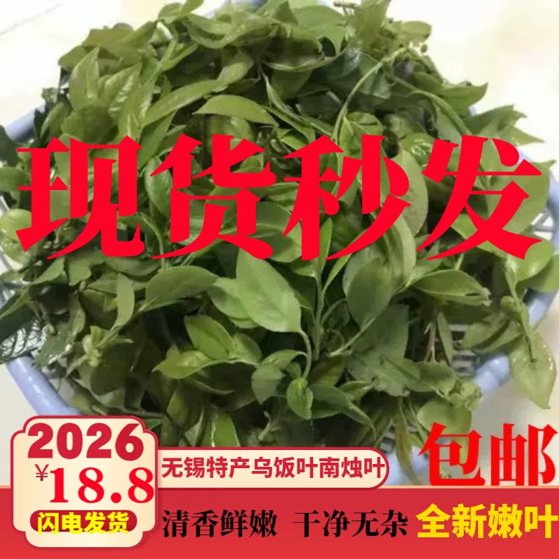 宜兴特产新鲜乌饭叶南烛叶乌饭草黑饭叶乌树叶乌稔叶乌米粽乌米饭