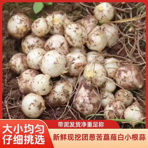 川渝苦藠头新鲜农家自种野小蒜苦荞头团葱正宗薤白野葱小根蒜5斤