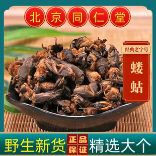 同仁堂蝼蛄中药材蝼蛄 正宗野生蝼蛄土蝼蛄干货土狗 地狗 拉拉狗