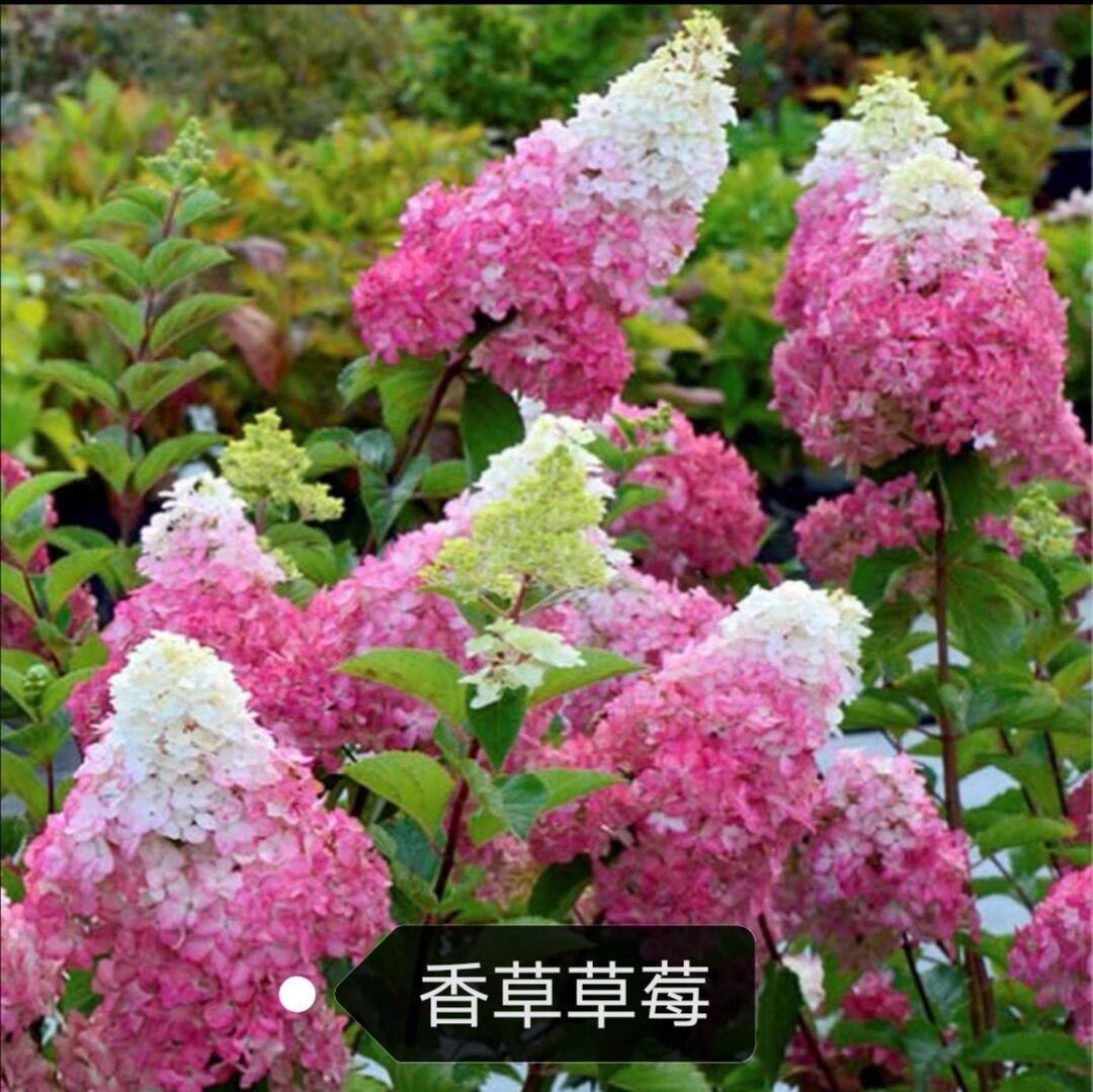 特价圆锥绣球石灰灯木绣球香草草莓花园花苗庭院耐寒盆栽植物