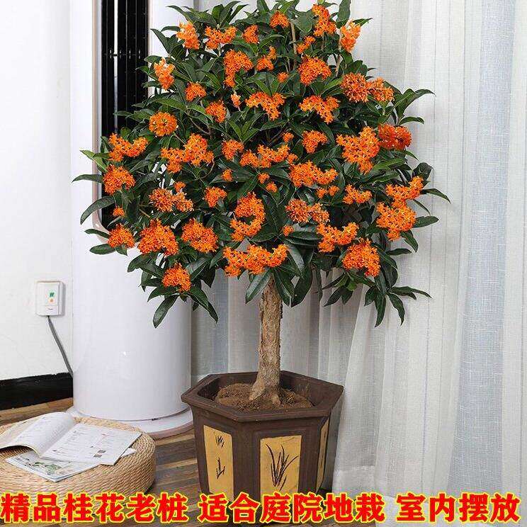 精品棒棒糖桂花矮桩树盆栽金桂八月浓香型桂庭院别墅花园地栽植物 - 实物图