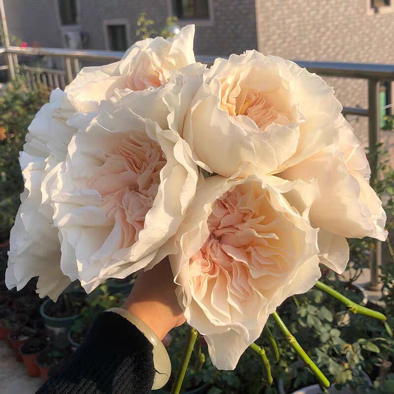 超新品 尤金妮 奥斯汀大花玫瑰阳台庭院盆栽切花扦插月季花苗