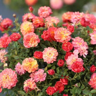 花卉躲躲藏藏微型月季阳台四季