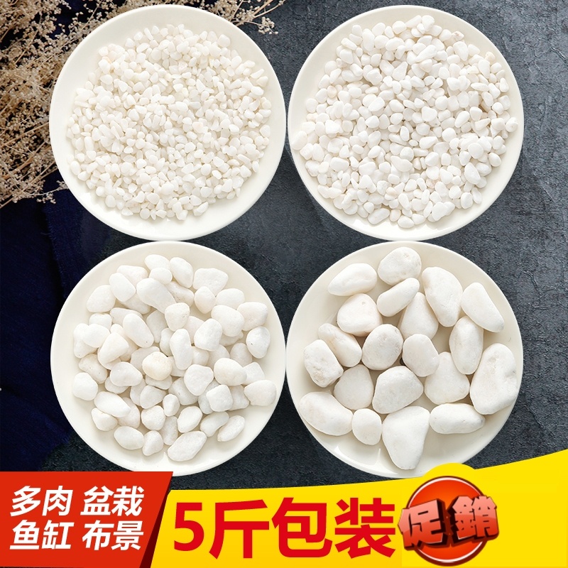 花盆多肉铺面白石子庭院景观