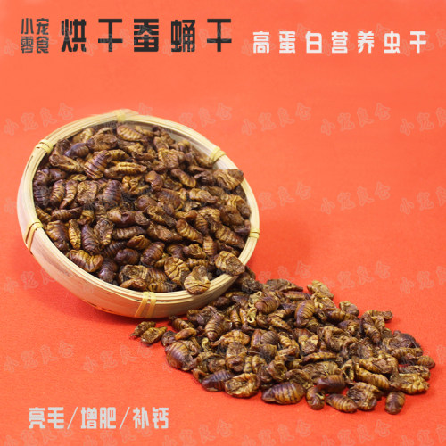 满36包邮仓鼠金丝熊蜜袋鼯零食高蛋白蚕蛹干增肥养膘美毛10克