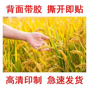 金色稻田自粘贴纸稻子背景墙贴图片稻谷装饰画客厅丰收壁画海报