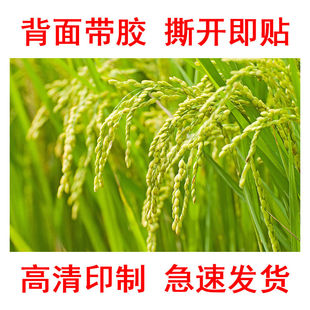 水稻丰收图田园风景金色稻田客厅餐厅装饰贴画小麦稻谷海报墙贴纸