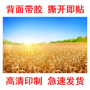 金色秋收图硕果累累大丰收五谷丰登贴画秋天麦田麦穗景色餐厅海报
