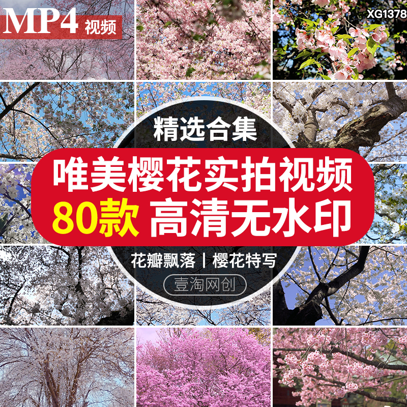 春天唯美浪漫树枝上白色粉色特写枝头阳光实拍短视频素材