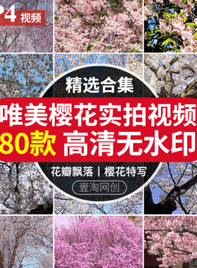 春天唯美浪漫树枝上白色粉色特写枝头阳光实拍短视频素材