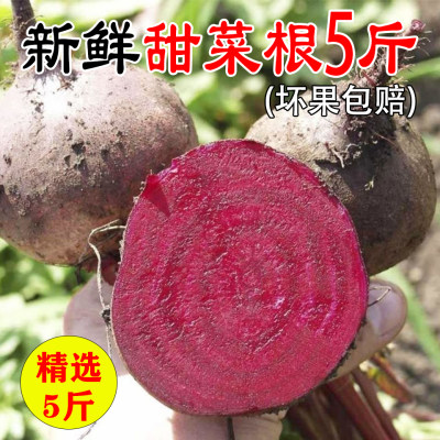 无农残新鲜甜菜根现挖发货甜菜头精选甜菜红菜头纯红多汁5斤