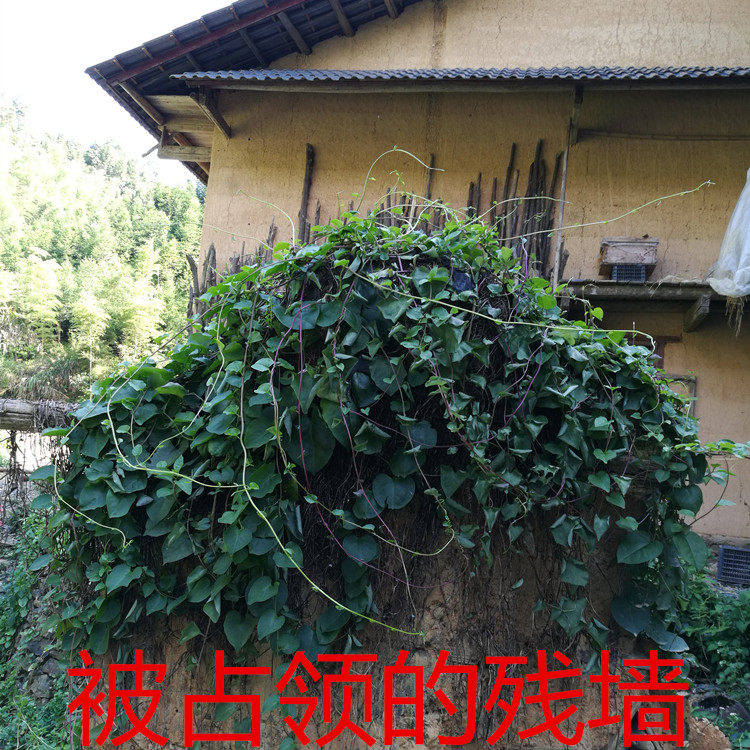 藤三七 土田七种子种苗四季常青盆栽爬藤观赏食用土田七新鲜叶子